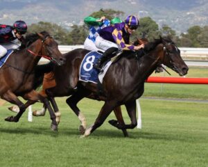 2023 Lord Reims Stakes Winner Highland Jakk