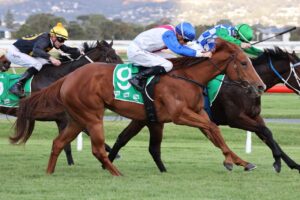 2023 Tobin Bronze Stakes winner Royal Merchant