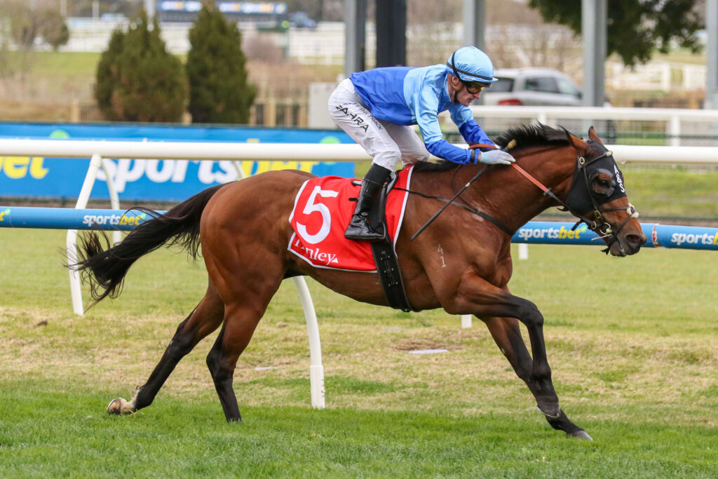 2025 The Heath 1100 winner Tropicus
