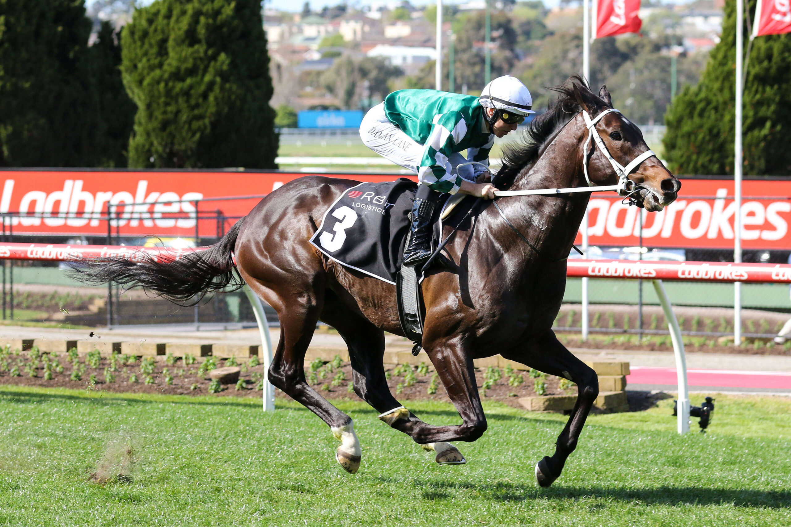 2025 Chautauqua Stakes winner Angel Capital