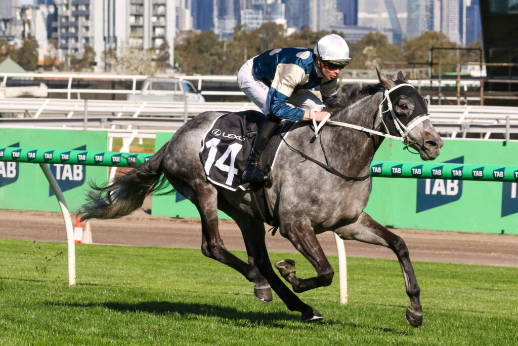 2025 Melbourne Cup Horses: Valiant King