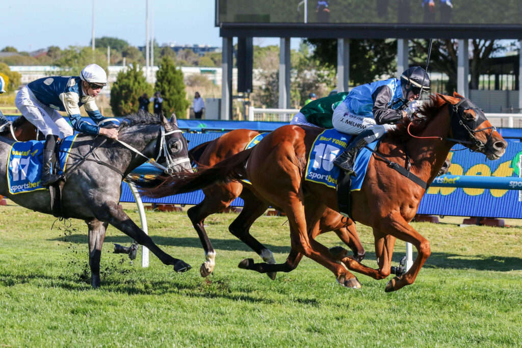 2025 Melbourne Cup Runners: Half Yours
