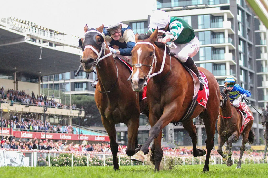 2025 Melbourne Cup Horses: Buckaroo