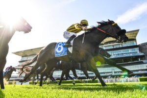 The Everest Horses - Jedibeel