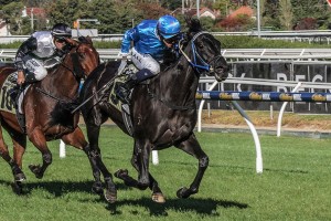 Morphettville’s 2015 Australasian Oaks Day Preview