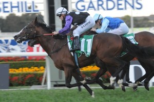 2015 Hawkesbury Gold Cup Betting Preview