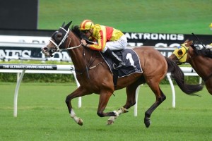 2015 Festival Stakes Day Preview