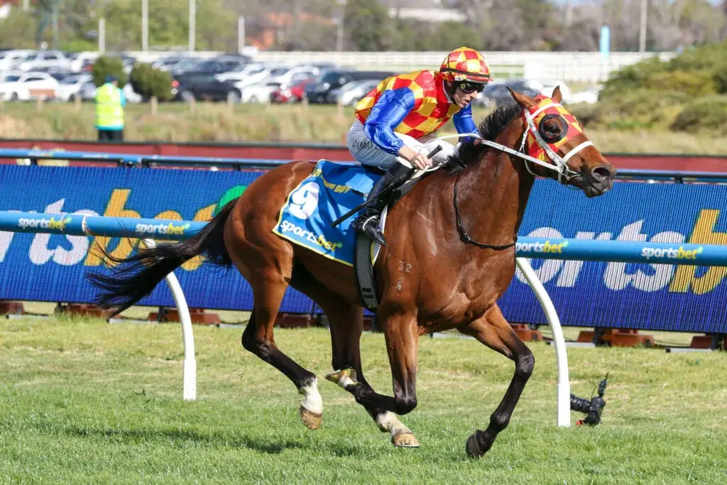 2025 Caulfield Guineas winner Autumn Boy