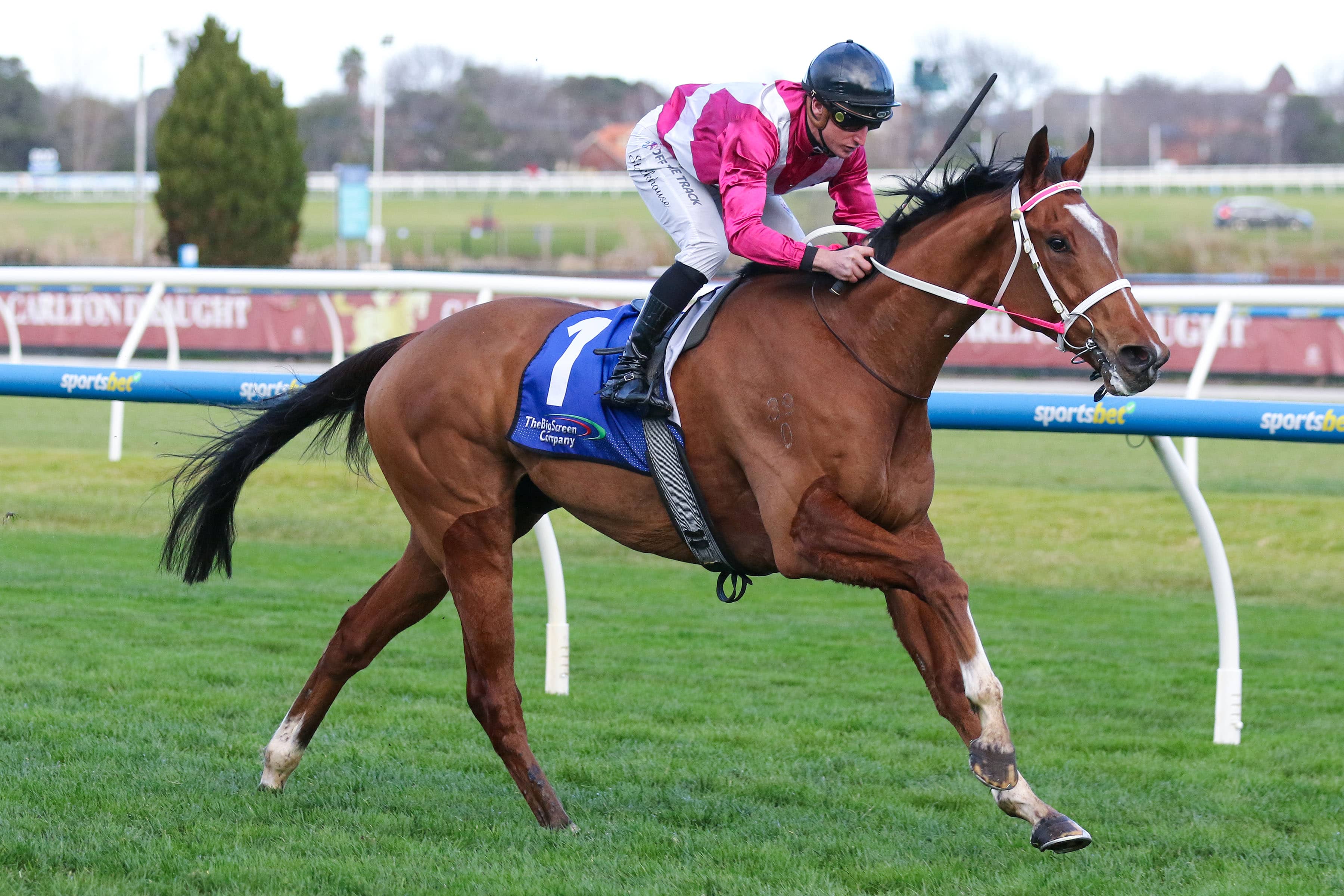 2026 Bletchingly Stakes winner Cosmic Crusader