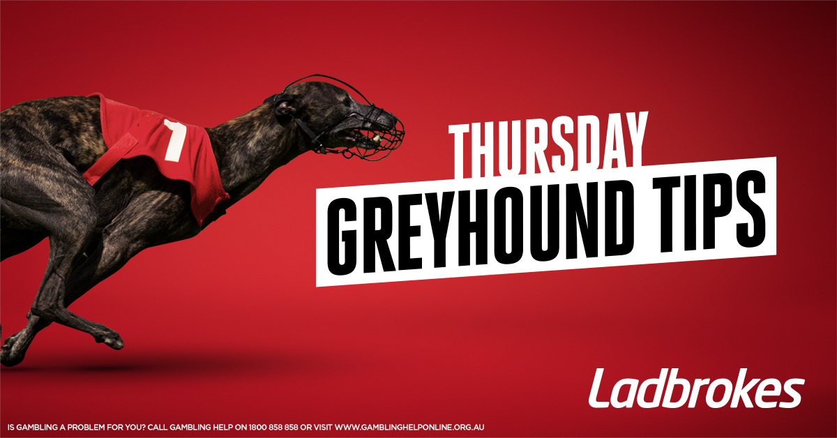 Daily Greyhound Tips - Thursday 18th November