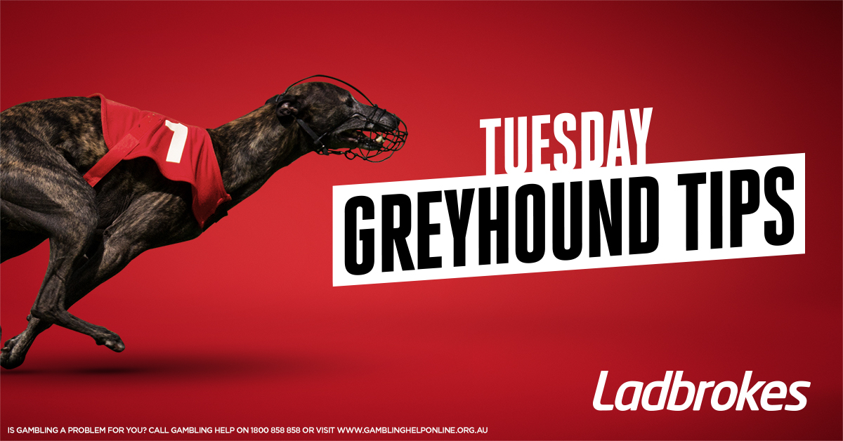 Daily Greyhound Tips - Tuesday 23rd November