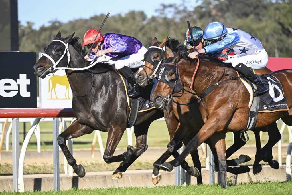2026 Wyong Gold Cup winner Matusalem
