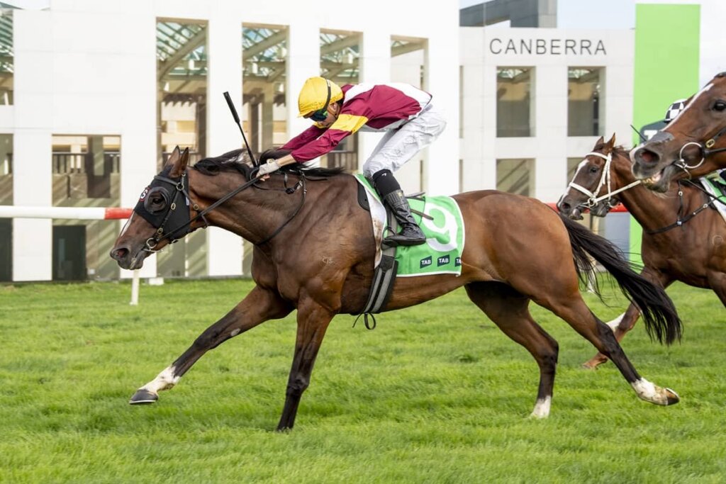 2026 Canberra Cup winner Touristic