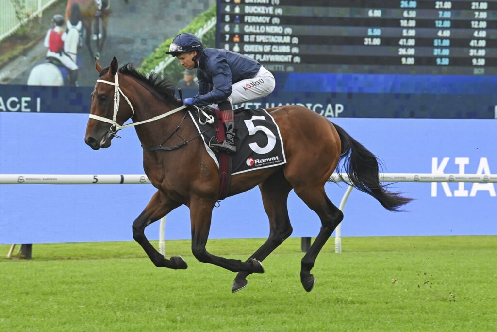 Caulfield Guineas Long Shots: Fermoy