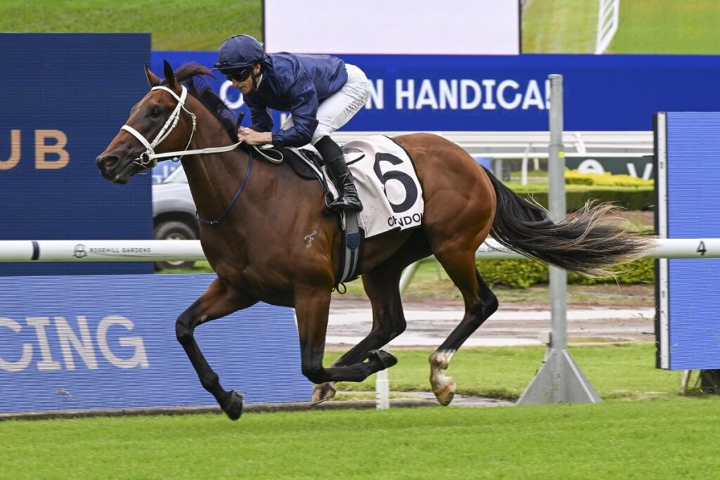 Golden Rose Contenders: Wodeton