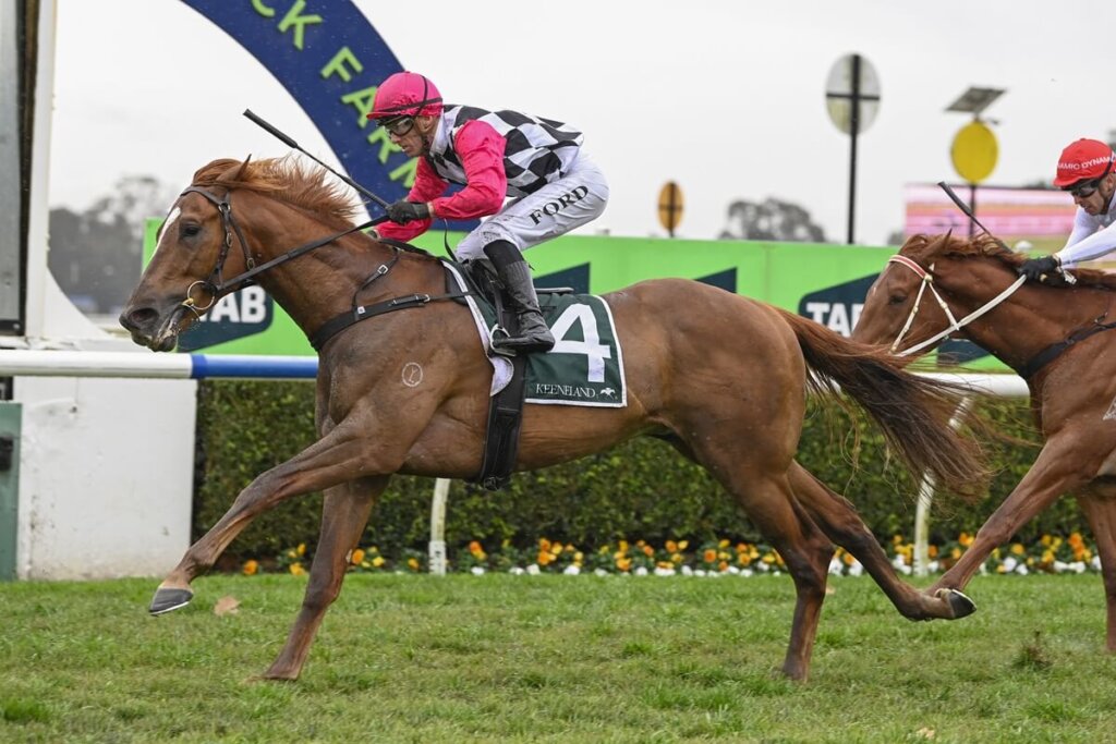 Spring Champion Stakes Contenders - Tambeloa
