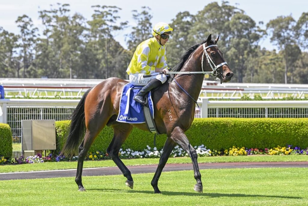 Spring Champion Stakes Contenders - Crusader Voyage
