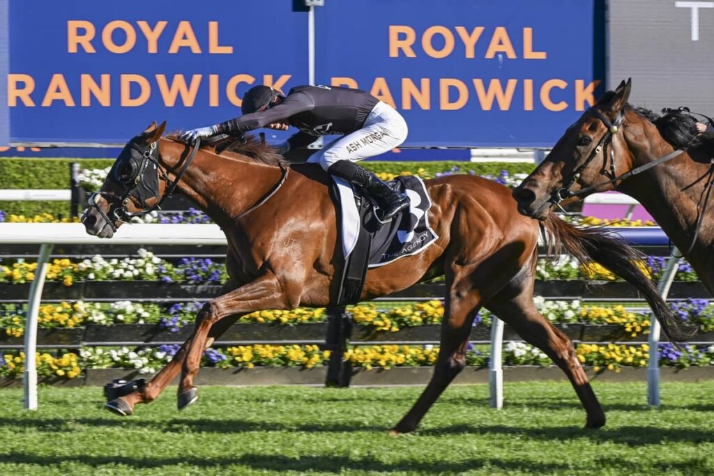Roughie Selections for Saturday: Magnatear